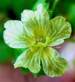  Female Flower